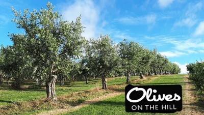 Olives on the Hill